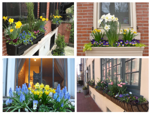 Spring Window Boxes - Earthly Delights Urban Garden Design Planting Philadelphia PA