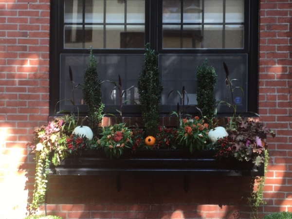 Fall Window Boxes