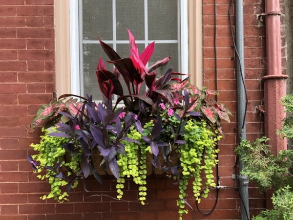 Summer Window Boxes