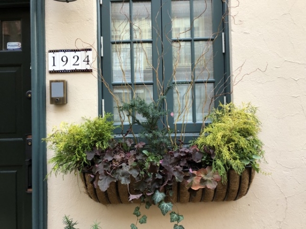 Winter Window Boxes