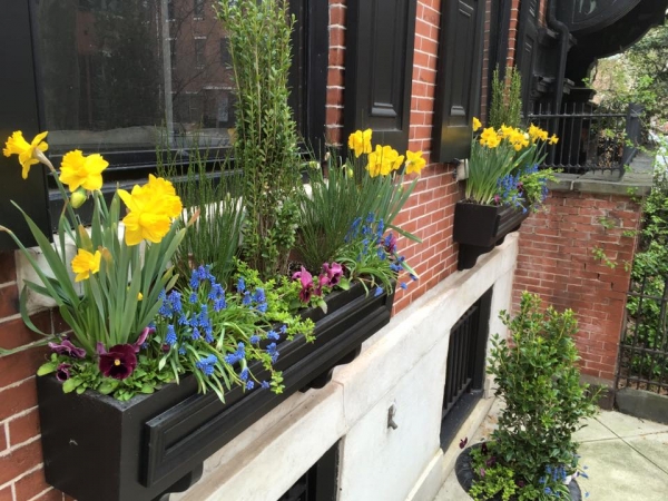 Earthly Delights Garden Design Philadelphia - Window Box Design and Installation