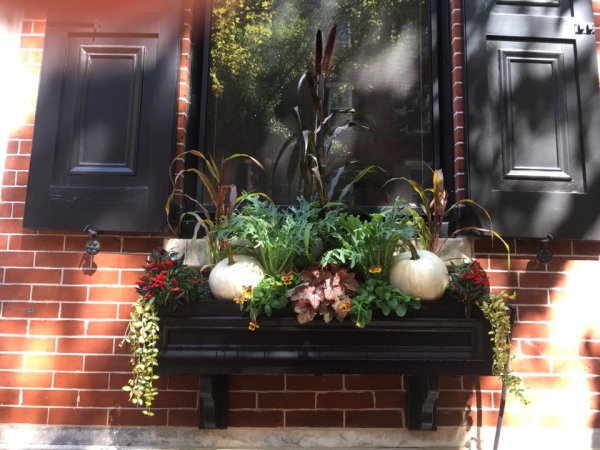 Earthly Delights Garden Design Philadelphia - Window Box Design and Installation