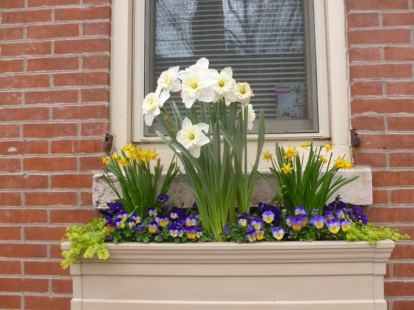 Spring Window Boxes